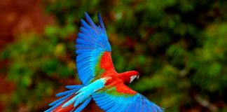 14 Beautiful birds you will seldom see