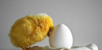 Adorable Animals To Melt Your Heart