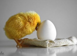 Adorable Animals To Melt Your Heart