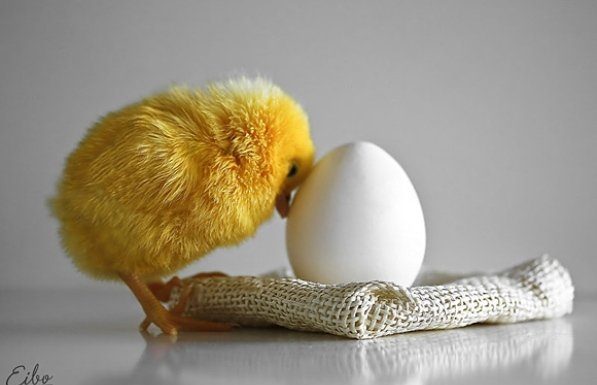 Adorable Animals To Melt Your Heart