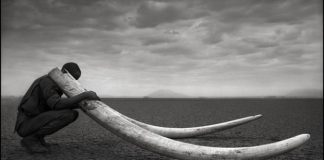 Conserving Africa’s Wildlife Through Photography