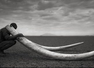 Conserving Africa’s Wildlife Through Photography