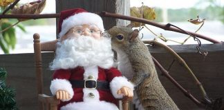 Unusual Grey Squirrel Pictures By Kathy Pryun