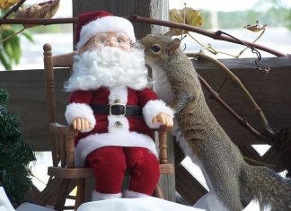 Unusual Grey Squirrel Pictures By Kathy Pryun