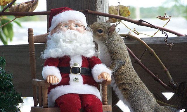 Unusual Grey Squirrel Pictures By Kathy Pryun