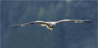 Animals And Birds Photography By Peter Lindel