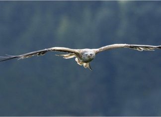 Animals And Birds Photography By Peter Lindel