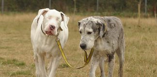 A dog’s seeing eye dog