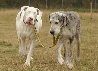 A dog’s seeing eye dog
