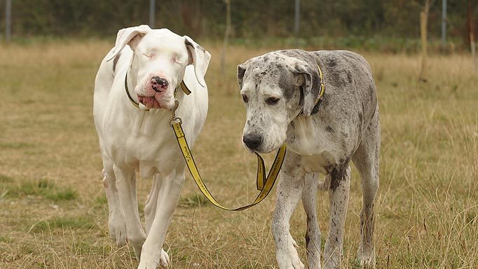 A dog’s seeing eye dog