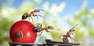 Unbelievable Fantasy Photos of Ants