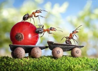 Unbelievable Fantasy Photos of Ants