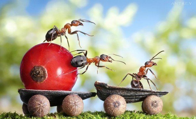 Unbelievable Fantasy Photos of Ants