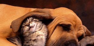 A Sweet Hug – Dogs & Cats