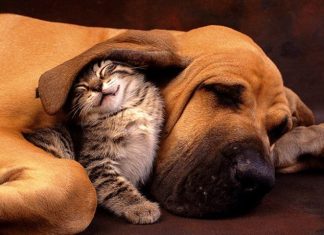 A Sweet Hug – Dogs & Cats