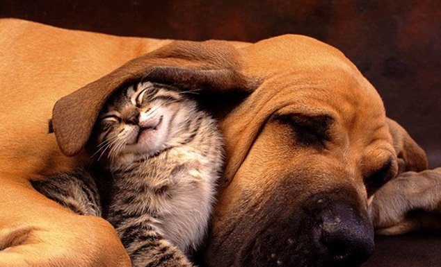 A Sweet Hug – Dogs & Cats