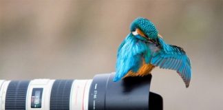 Collection of Animals captured at the right moment