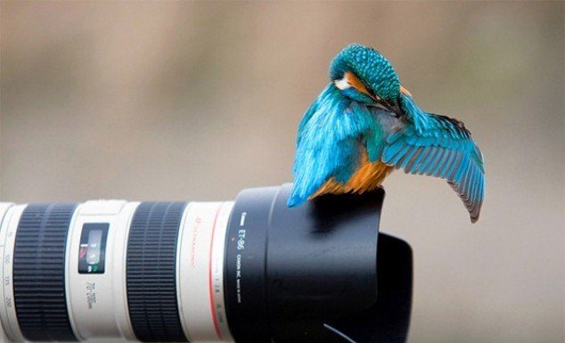 Collection of Animals captured at the right moment