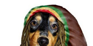 Funny pictures – Animals with Famous Faces