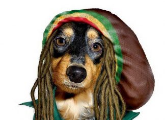 Funny pictures – Animals with Famous Faces