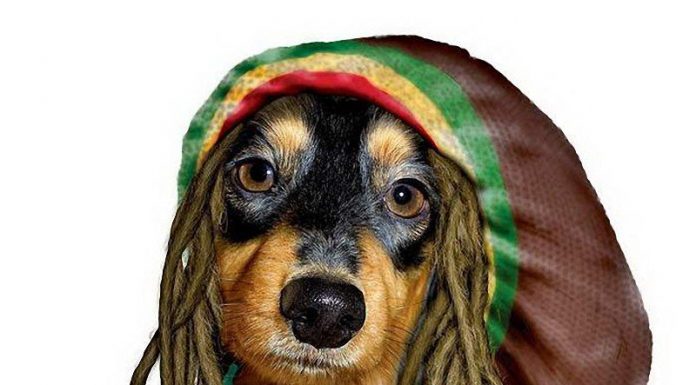 Funny pictures – Animals with Famous Faces