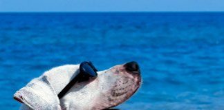 Sweet Pets on the Beach