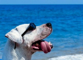Sweet Pets on the Beach