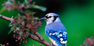 10 MOST BEAUTIFUL BIRDS FROM AROUND THE WORLD