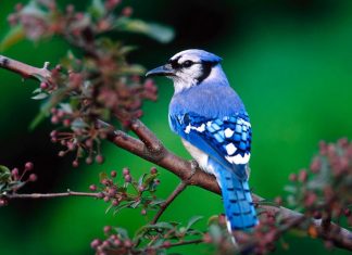 10 MOST BEAUTIFUL BIRDS FROM AROUND THE WORLD
