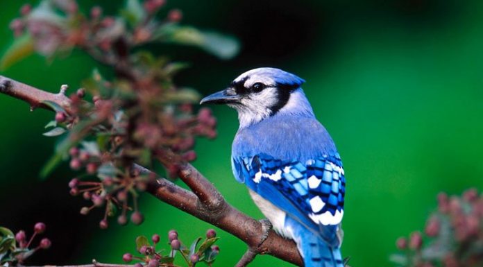 10 MOST BEAUTIFUL BIRDS FROM AROUND THE WORLD