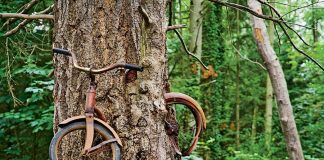 The “Tree that ate a bicycle”
