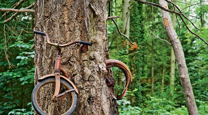 The “Tree that ate a bicycle”