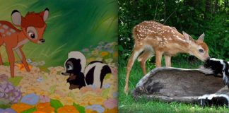 21 Pictures Of Adorable Disney Animals In Real Life