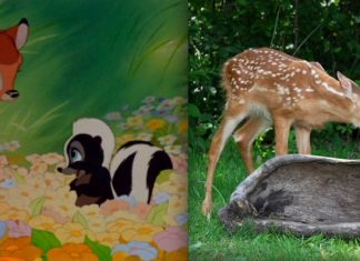 21 Pictures Of Adorable Disney Animals In Real Life