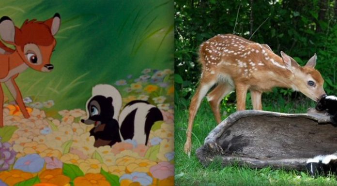 21 Pictures Of Adorable Disney Animals In Real Life