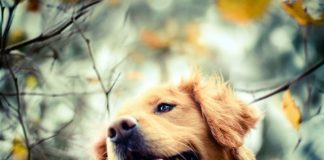 Talented Teen Shoots Adorably Creative Dog Portraits