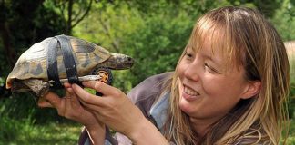 8 Heartbreaking Stories of Animal Prosthetics