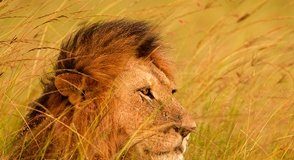 Beautiful Wildlife Photography By Stephen W. Oachs