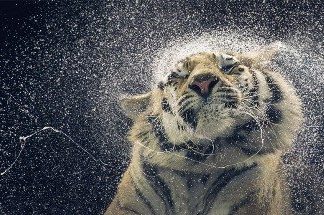 More Than Human by Tim Flash