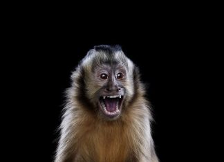 Wild animal portraits by Brad Wilson