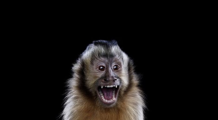 Wild animal portraits by Brad Wilson