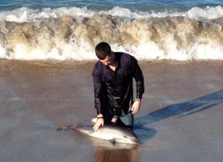 Dolphin Rescue – San Diego beach
