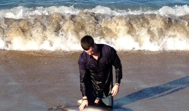 Dolphin Rescue – San Diego beach