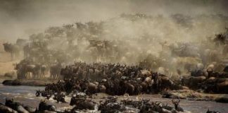 Wildlife by Piper Mackay