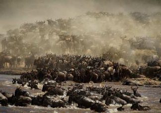 Wildlife by Piper Mackay