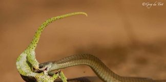 Survival of the Fittest