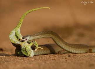 Survival of the Fittest