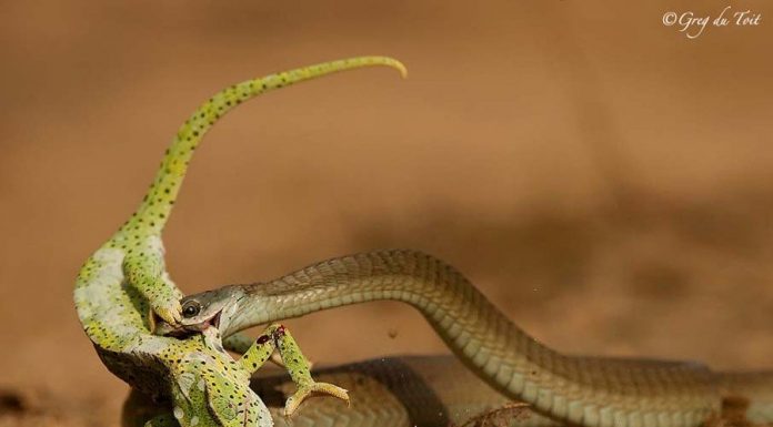 Survival of the Fittest