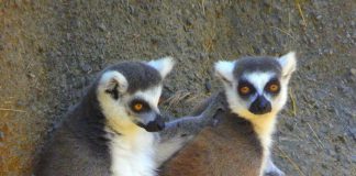 15 Famous Quotes on Friendship