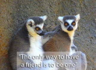 15 Famous Quotes on Friendship